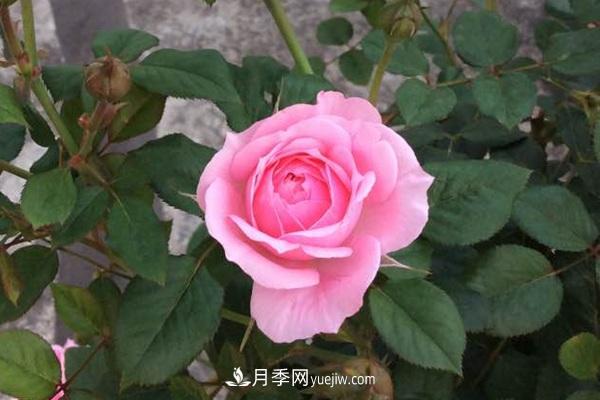 十款花期***長(cháng)的微型月季品種，適合陽(yáng)臺種植(圖5)