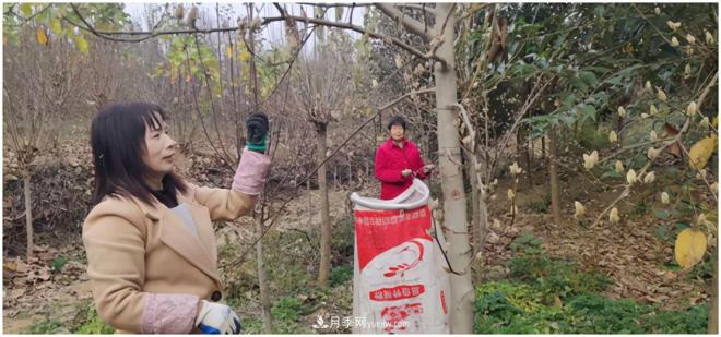 南陽(yáng)南召皇后鄉：辛夷苗木成為脫貧路上“搖錢(qián)樹(shù)”(圖2)