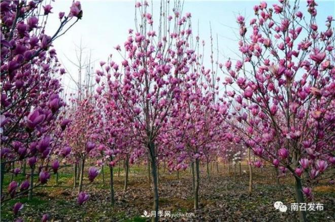 南陽(yáng)南召縣：“中國玉蘭之鄉”花木分外香(圖1)
