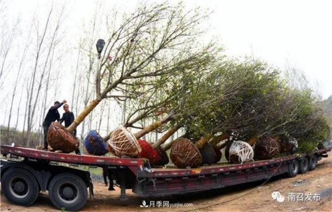 南陽(yáng)南召縣：“中國玉蘭之鄉”花木分外香(圖2)