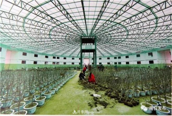 南陽(yáng)南召縣：“中國玉蘭之鄉”花木分外香(圖3)