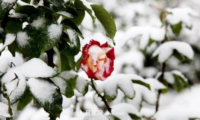你知道月季如何防寒嗎？正在進(jìn)行時(shí)(圖1)