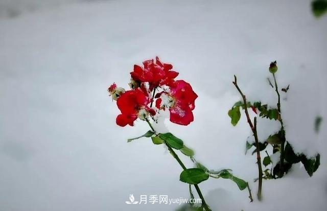 你知道月季如何防寒嗎？正在進(jìn)行時(shí)(圖2)