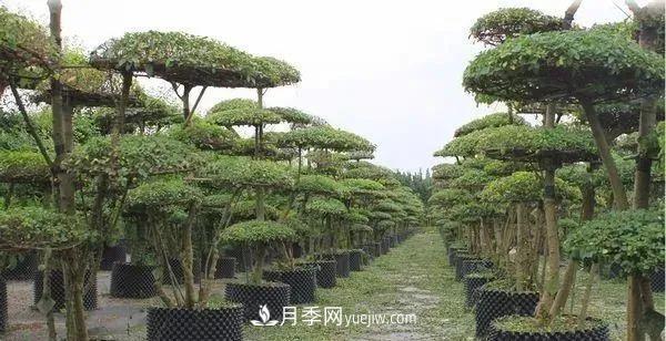 苗木價(jià)格是怎么估算的？(圖1)