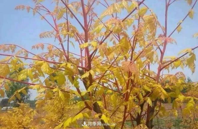 “彩葉潮流”來(lái)勢洶洶，這8種彩葉樹(shù)種前景大好(圖1)