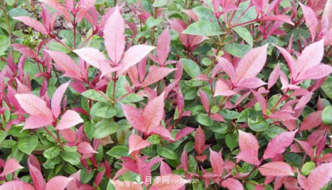 “彩葉潮流”來(lái)勢洶洶，這8種彩葉樹(shù)種前景大好(圖2)