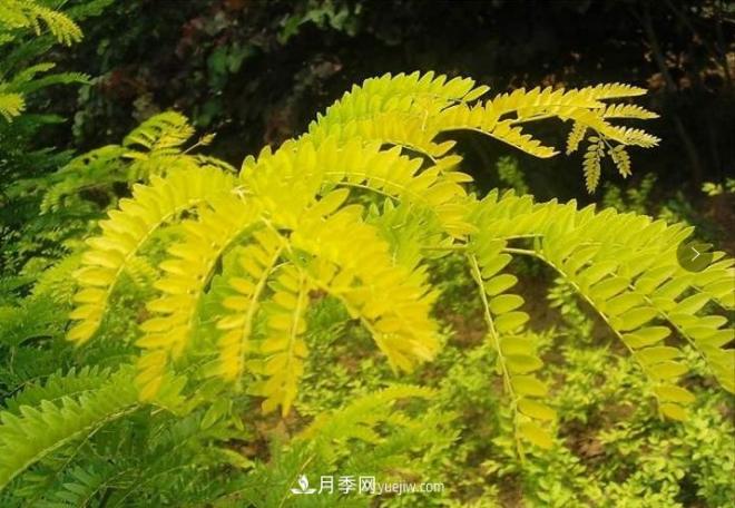 “彩葉潮流”來(lái)勢洶洶，這8種彩葉樹(shù)種前景大好(圖4)