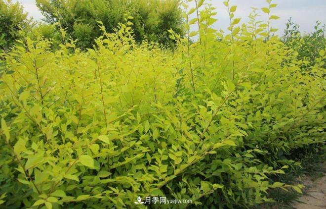 “彩葉潮流”來(lái)勢洶洶，這8種彩葉樹(shù)種前景大好(圖5)