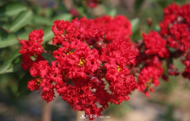 “彩葉潮流”來(lái)勢洶洶，這8種彩葉樹(shù)種前景大好(圖8)