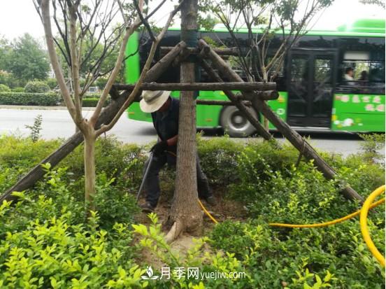 南陽(yáng)市園林局力促銀杏復壯，打造迷人秋景(圖1)
