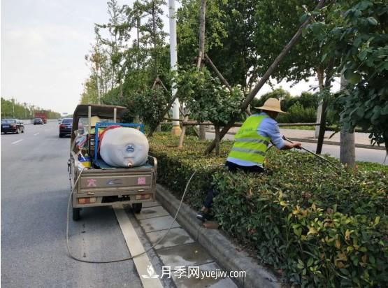 南陽(yáng)市園林局力促銀杏復壯，打造迷人秋景(圖2)