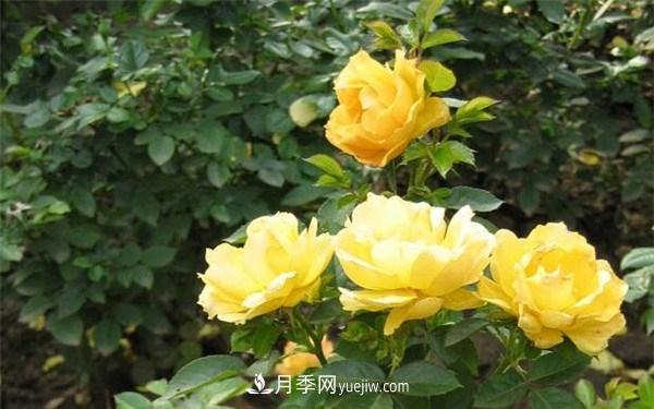黃叢蓉月季Yellow Leisure Liness推薦(圖1)