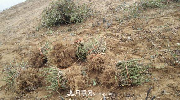 月季裸根苗發(fā)貨了，光譜/紅雙喜/安吉拉(圖1)