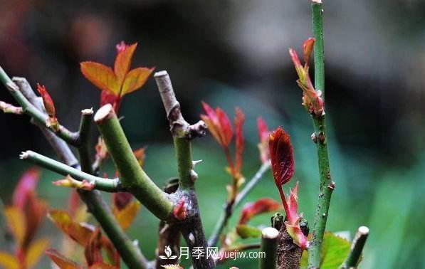 盆栽月季怎么養護？(圖1)