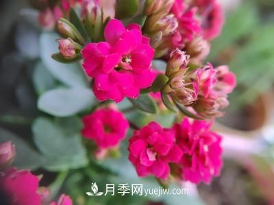 花多多1號和2號的區別，月季花什么時(shí)候用花多多2號(圖1)