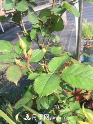花多多1號和2號的區別，月季花什么時(shí)候用花多多2號(圖2)