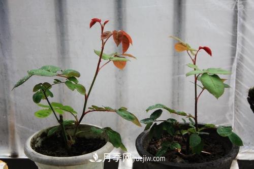 月季花的芽點(diǎn)過(guò)多，需不需要處理掉(圖1)