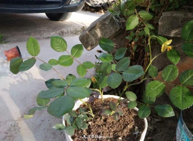 月季花的芽點(diǎn)過(guò)多，需不需要處理掉(圖3)