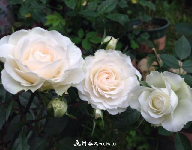 夏季養花，月季不可少！看看令人驚艷的9大月季品種(圖2)