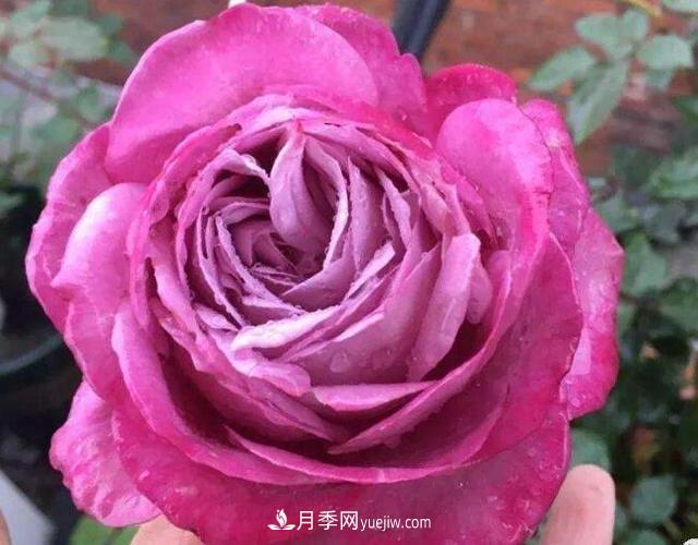 夏季養花，月季不可少！看看令人驚艷的9大月季品種(圖3)