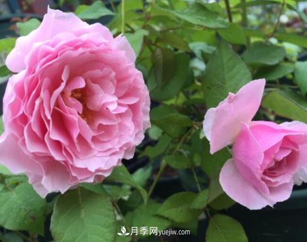 夏季養花，月季不可少！看看令人驚艷的9大月季品種(圖6)