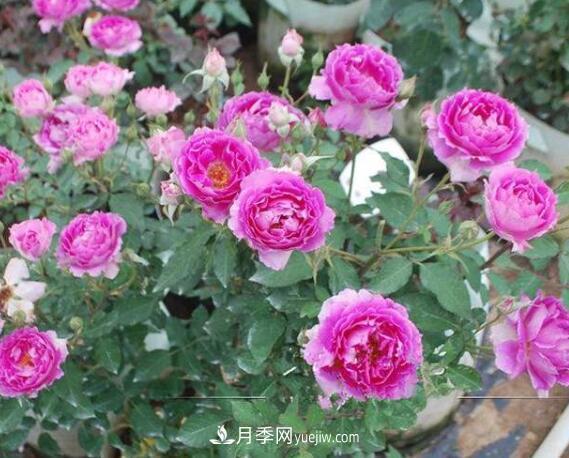 夏季養花，月季不可少！看看令人驚艷的9大月季品種(圖8)