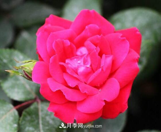 夏季養花，月季不可少！看看令人驚艷的9大月季品種(圖9)