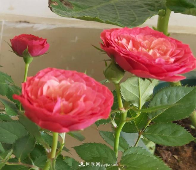 月季得了病，別急扔掉，教你解決快速恢復(圖1)