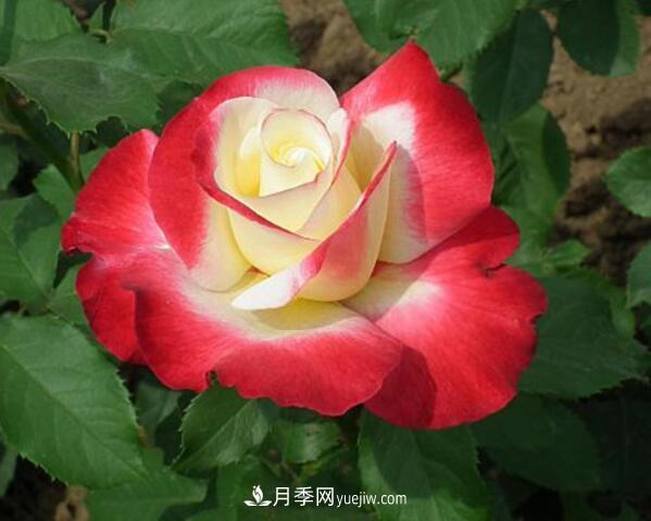 藤本月季在園林和庭院的創(chuàng  )意運用(圖1)
