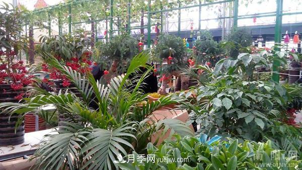 南陽(yáng)花卉批發(fā)市場(chǎng)在哪里？(圖1)