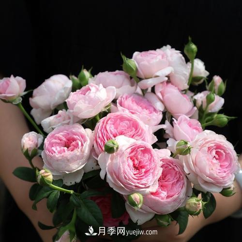 7種漂亮月季，植株矮小，花色艷麗，花期超長(cháng)，是陽(yáng)臺盆栽佳品！(圖2)