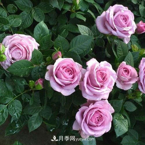 7種漂亮月季，植株矮小，花色艷麗，花期超長(cháng)，是陽(yáng)臺盆栽佳品！(圖1)