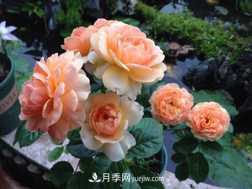 7種漂亮月季，植株矮小，花色艷麗，花期超長(cháng)，是陽(yáng)臺盆栽佳品！(圖4)