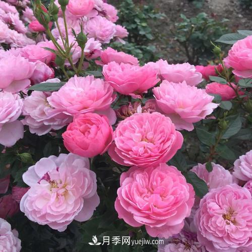 7種漂亮月季，植株矮小，花色艷麗，花期超長(cháng)，是陽(yáng)臺盆栽佳品！(圖3)