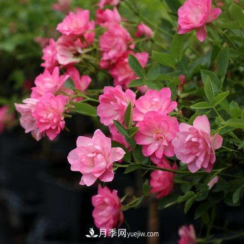 7種漂亮月季，植株矮小，花色艷麗，花期超長(cháng)，是陽(yáng)臺盆栽佳品！(圖6)