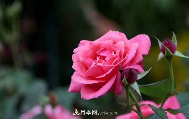 月季得病恢復以后，如何修剪？如何養護(圖1)