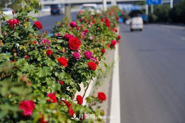 月季得病恢復以后，如何修剪？如何養護(圖4)