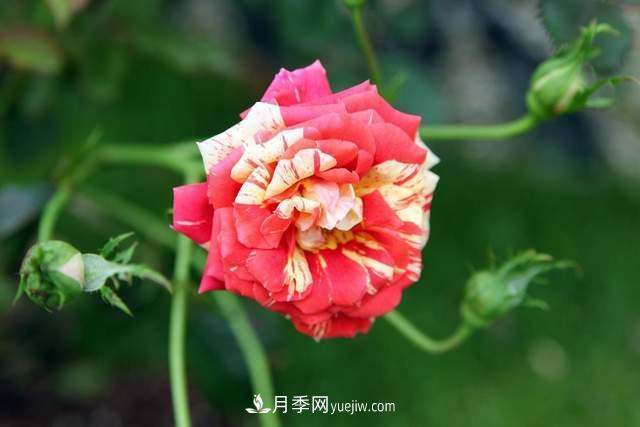 月季得病恢復以后，如何修剪？如何養護(圖3)