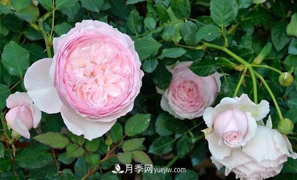 冬天來(lái)了月季花要休眠了，抓緊做這3件事，為明年開(kāi)花做準備！(圖1)