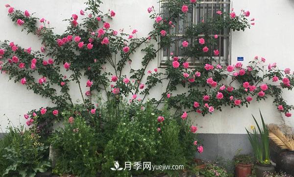 冬天來(lái)了月季花要休眠了，抓緊做這3件事，為明年開(kāi)花做準備！(圖2)
