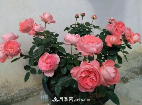 月季修剪有講究，冬季月季修剪技巧(圖1)