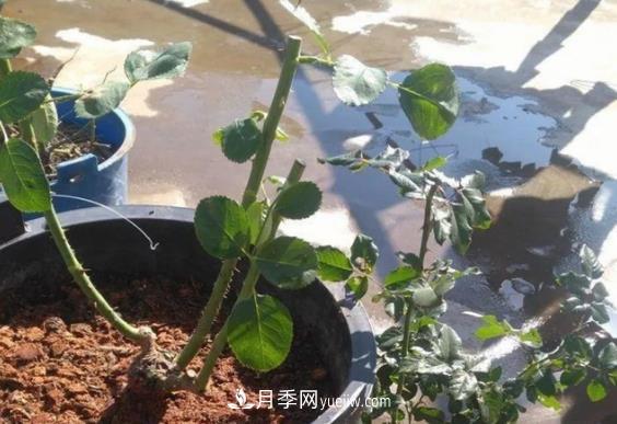 月季修剪有講究，冬季月季修剪技巧(圖2)