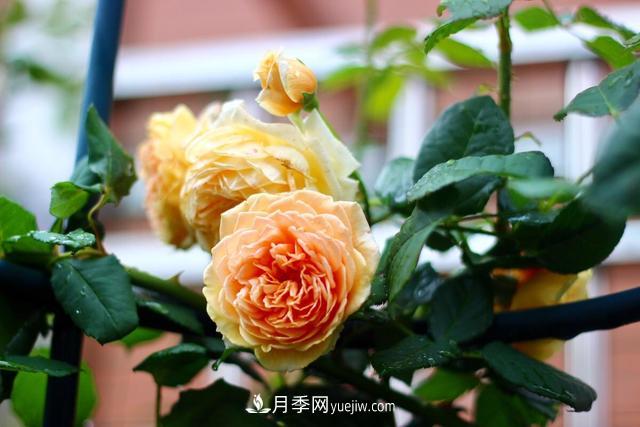 8種經(jīng)典月季，藤本、灌木和微月都有，買(mǎi)了不會(huì )錯(圖3)