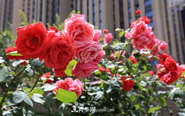 8種經(jīng)典月季，藤本、灌木和微月都有，買(mǎi)了不會(huì )錯(圖1)
