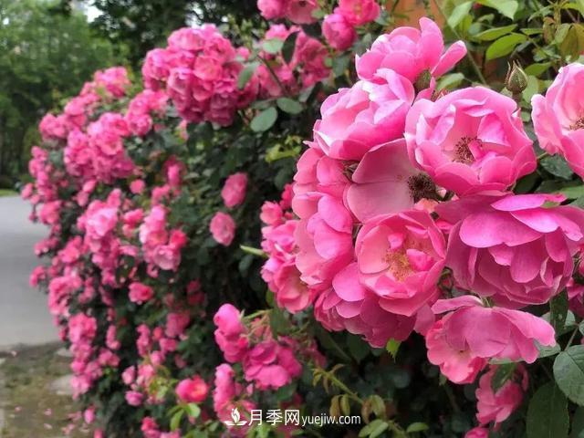 8種經(jīng)典月季，藤本、灌木和微月都有，買(mǎi)了不會(huì )錯(圖2)