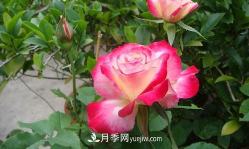 8種經(jīng)典月季，藤本、灌木和微月都有，買(mǎi)了不會(huì )錯(圖5)