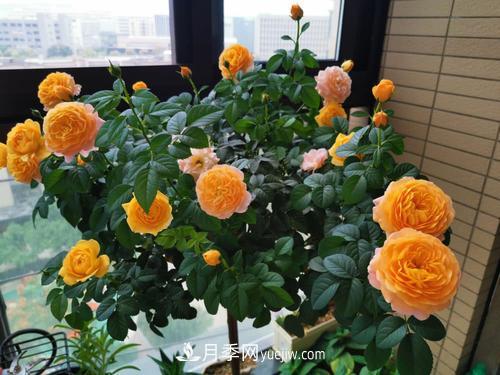 8種經(jīng)典月季，藤本、灌木和微月都有，買(mǎi)了不會(huì )錯(圖6)