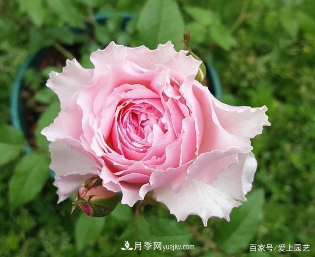 清新出塵的4個(gè)日本“仙女”月季，再難養也不能抗拒(圖1)