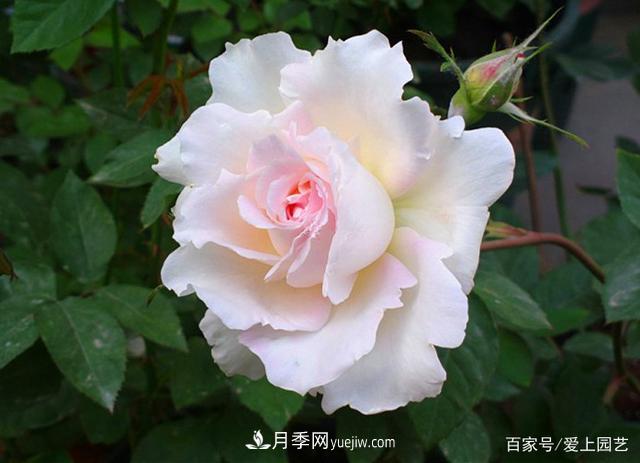 清新出塵的4個(gè)日本“仙女”月季，再難養也不能抗拒(圖2)