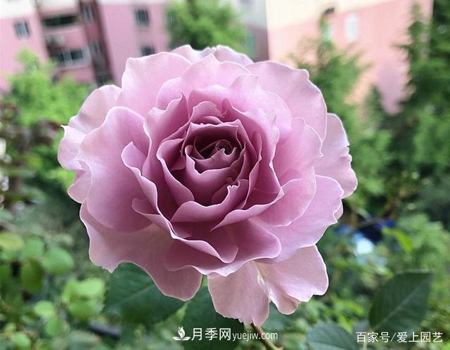 清新出塵的4個(gè)日本“仙女”月季，再難養也不能抗拒(圖4)